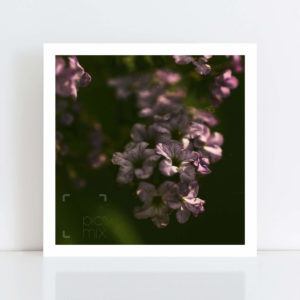 Original Photo Print of 'Flower Grime' No Frame