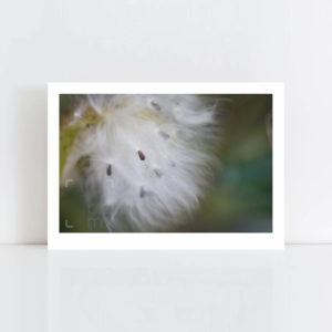Original Photo Print of 'Furry Swan' No Frame