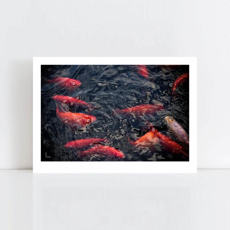 Original Photo Print of 'Goldfish' No Frame