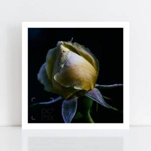 Original Photo Print of 'Lettuce Rose' No Frame
