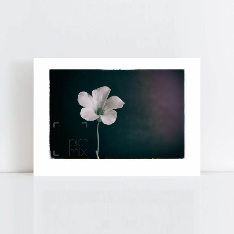 Original Photo Print of 'Lonesome Flower' No Frame