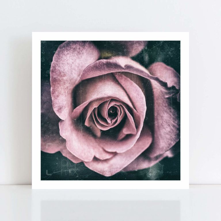 Original Photo Print of 'Pink Rose' No Frame