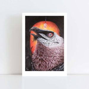 Print of 'Bearded Vulture' No Frame