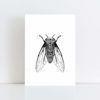 Original Illustration of a Cicada with White Background No Frame