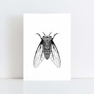 Original Illustration of a Cicada with White Background No Frame