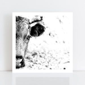 An Original Photo Print of a 'Cow' no frame