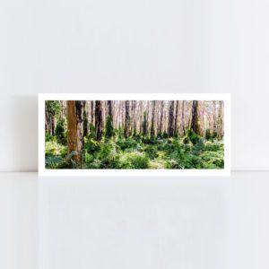 A panorama original photo print of 'Paper Bark Forest' No Frame