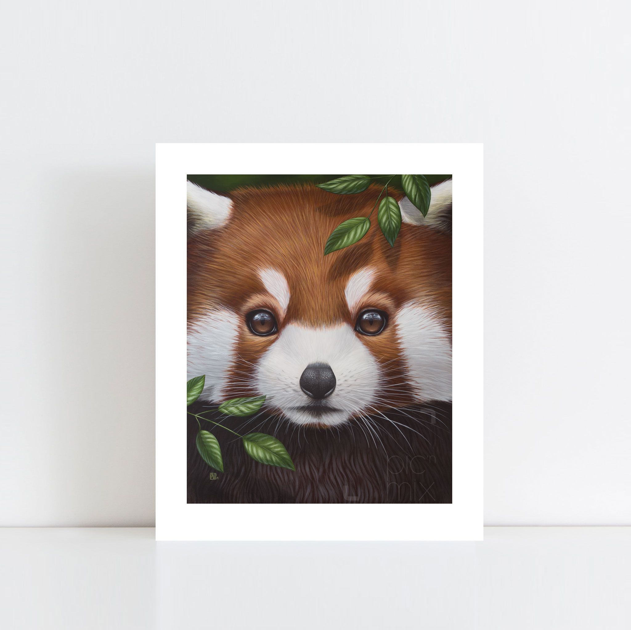 Red Panda - NZ Art Prints and Photos | Auckland New Zealand